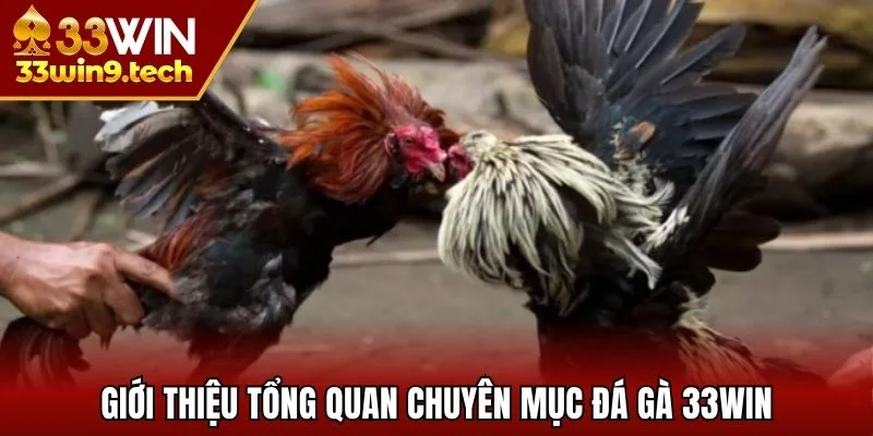 Giới thiệu tổng quan chuyên mục đá gà 33win
